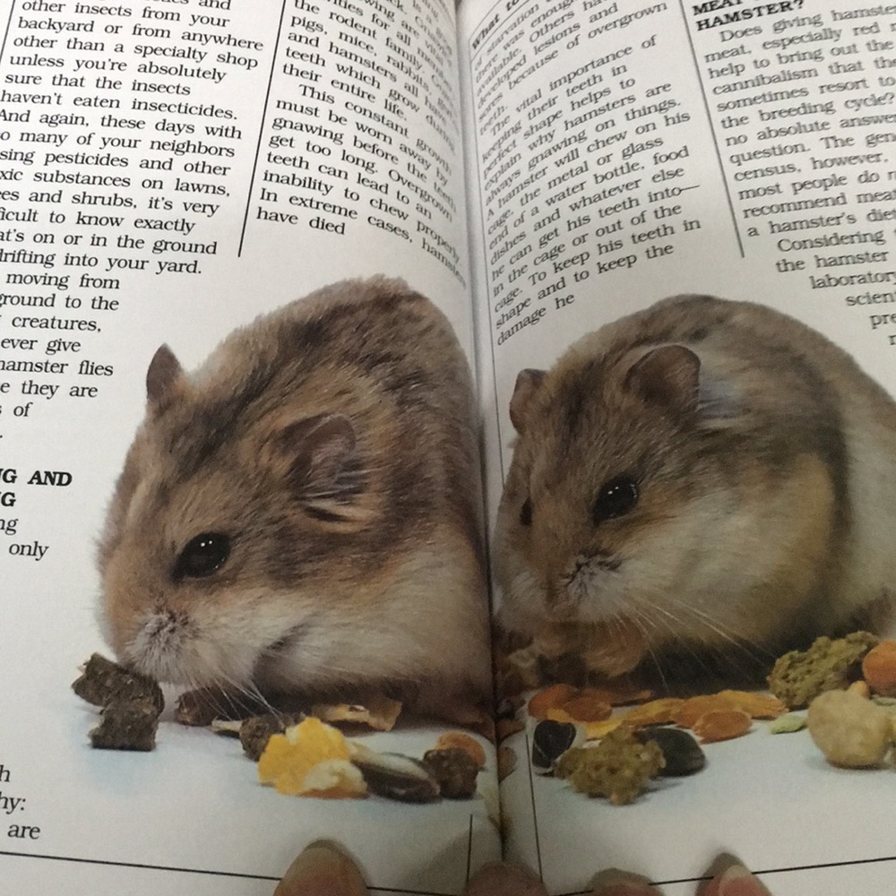 “Hamsters…getting started” Manual - Picture 3 of 3